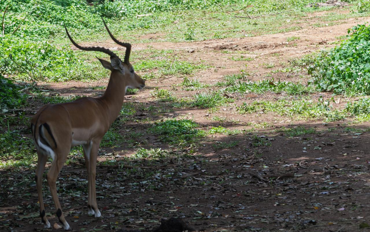 Buvi Lodge Limited Entebbe Zewnętrze zdjęcie