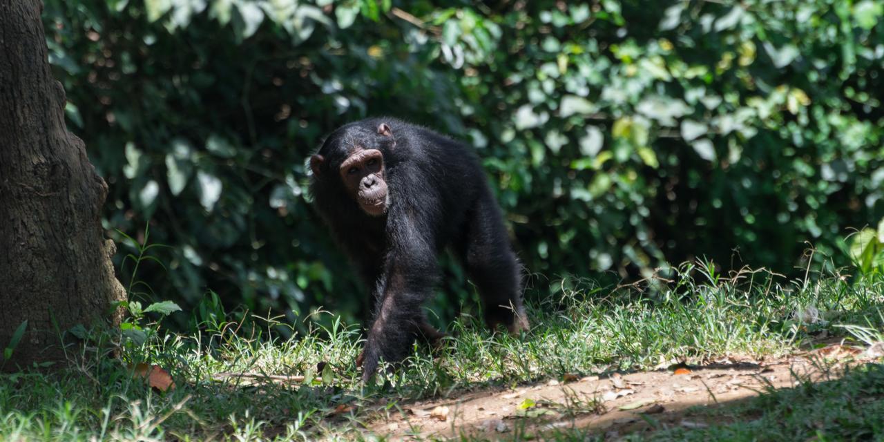 Buvi Lodge Limited Entebbe Zewnętrze zdjęcie